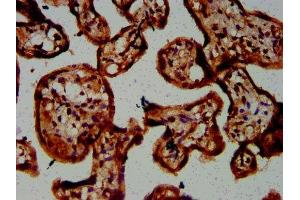 IHC image of ABIN7146688 diluted at 1:300 and staining in paraffin-embedded human placenta tissue performed on a Leica BondTM system. (CHST3 anticorps  (AA 316-427))