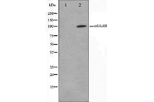 Western blot analysis on mouse brain cell lysate using mGluR8 Antibody,The lane on the left is treated with the antigen-specific peptide. (GRM8 anticorps  (C-Term))
