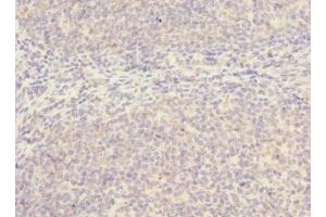 Immunohistochemistry of paraffin-embedded human tonsil tissue using ABIN7169998 at dilution of 1:100