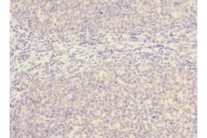 Immunohistochemistry of paraffin-embedded human tonsil tissue using ABIN7169998 at dilution of 1:100 (SLC17A3 anticorps  (AA 1-125))