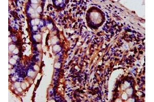 IHC image of ABIN7165707 diluted at 1:700 and staining in paraffin-embedded human small intestine tissue performed on a Leica BondTM system.