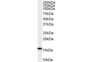 Image no. 1 for anti-Arachidonate 5-Lipoxygenase-Activating Protein (ALOX5AP) (Internal Region) antibody (ABIN374740) (ALOX5AP anticorps  (Internal Region))