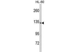 Western blot analysis of C5 Antibody (C5 anticorps  (N-Term))