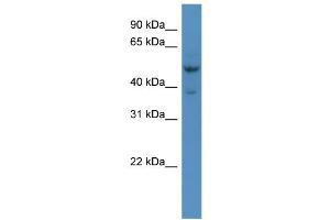 WB Suggested Anti-Hmx3 Antibody Titration:  0. (HMX3 anticorps  (Middle Region))