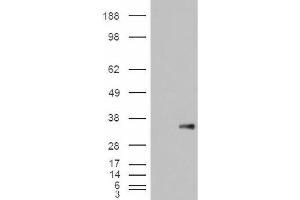Image no. 2 for anti-WNT1 Inducible Signaling Pathway Protein 1 (WISP1) (C-Term) antibody (ABIN374896) (WISP1 anticorps  (C-Term))