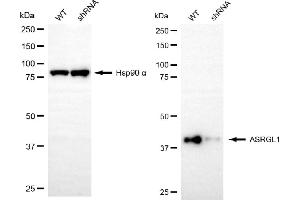 Western blotting analysis using ASRGL1 antibody (ABIN7797661). (ASRGL1 anticorps)