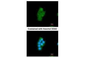 ICC/IF Image Immunofluorescence analysis of methanol-fixed HepG2, using Cyclophilin 40, antibody at 1:200 dilution.