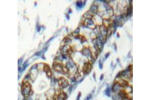 IHC-P analysis of Stomach tissue, with DAB staining. (SLAMF1 anticorps  (AA 19-236))