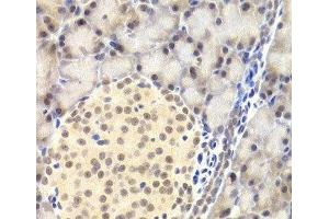 Immunohistochemistry of paraffin-embedded Rat pancreas using PAWR Polyclonal Antibody at dilution of 1:200 (40x lens).