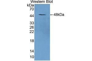 Detection of Recombinant TRDN, Mouse using Polyclonal Antibody to Triadin (TRDN) (Triadin anticorps  (AA 344-693))