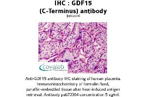 Image no. 1 for anti-Growth Differentiation Factor 15 (GDF15) (C-Term) antibody (ABIN1734659) (GDF15 anticorps  (C-Term))
