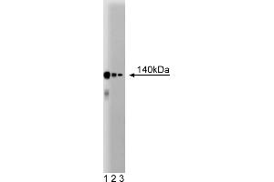 Western Blotting (WB) image for anti-CCCTC-Binding Factor (Zinc Finger Protein) (CTCF) (AA 184-290) antibody (ABIN968758) (CTCF anticorps  (AA 184-290))