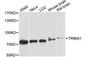 Western blot analysis of extracts of various cell lines, using TRIM41 antibody. (TRIM41 anticorps)