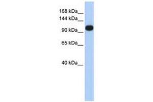 Image no. 1 for anti-ATPase, Ca++ Transporting, Ubiquitous (ATP2A3) (AA 828-877) antibody (ABIN6740979)