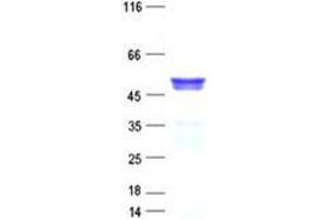 Validation with Western Blot (HMGCS2 Protein (His tag))