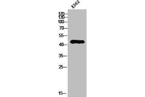 PGA5 antibody  (Internal Region)