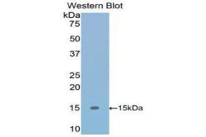 Western Blotting (WB) image for anti-Transforming Growth Factor, beta 1 (TGFB1) (AA 279-390) antibody (ABIN1078600) (TGFB1 anticorps  (AA 279-390))