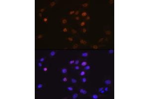 Immunofluorescence analysis of NIH-3T3 cells using Phospholipid Phospholipid Scramblase 1 (PLSCR1) (PLSCR1) Rabbit mAb (ABIN7269354) at dilution of 1:100 (40x lens). (PLSCR1 anticorps)