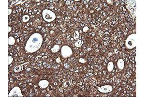 Image no. 6 for anti-Cytochrome C Oxidase Subunit VIc (COX6C) antibody (ABIN1497586)