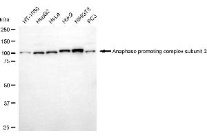 Western blotting analysis using anaphase promoting complex subunit 2 antibody (ABIN7797597). (ANAPC2 anticorps)