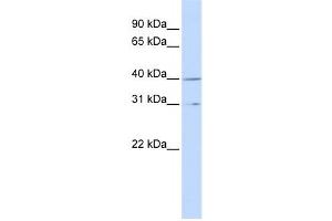 Western Blotting (WB) image for anti-Cyclin H (CCNH) antibody (ABIN2460141) (Cyclin H anticorps)