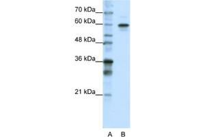 Western Blotting (WB) image for anti-Heterogeneous Nuclear Ribonucleoprotein L-Like (HNRPLL) antibody (ABIN2462327) (HNRPLL anticorps)