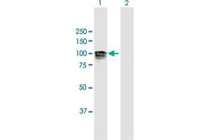 Western Blot analysis of GANAB expression in transfected 293T cell line by GANAB MaxPab polyclonal antibody.