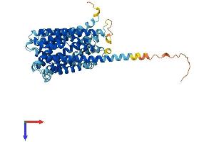 AlphaFold protein structure predicition of Human Recombinant ANKH Protein, UniprotID Q9HCJ1
