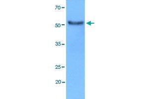 Western blot analysis of MCF7 cell lysate using HEXA monoclonal antibody, clone AT20F1  at 1:3000 dilution.