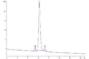 The purity of Cynomolgus Complement Component C2 is greater than 95 % as determined by SEC-HPLC. (Complement C2 Protein (AA 21-752) (His tag))