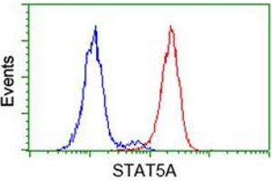 Flow cytometric analysis of HeLa cells with STAT5A monoclonal antibody, clone 9F7  (Red). (STAT5A anticorps)