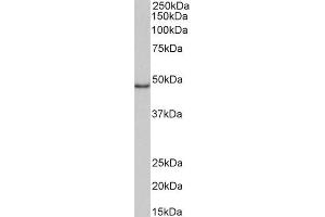 ABIN5539819 (1µg/ml) staining of Daudi lysate (35µg protein in RIPA buffer). (CD40 anticorps  (Internal Region))