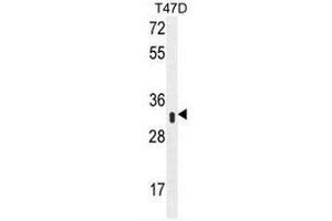Western blot analysis of IFI35 Antibody (N-term) Cat.