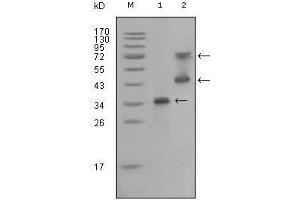 Western blot analysis using RET mouse mAb against truncated RET recombinant protein (1) and RET (aa658-1063)-hIgGFc transfected CHO-K1 cell lysate (2).