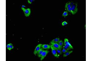 Immunofluorescent analysis of HepG2 cells using ABIN7166549 at dilution of 1:100 and Alexa Fluor 488-congugated AffiniPure Goat Anti-Rabbit IgG(H+L) (Protocadherin gamma Subfamily C, 3 (PCDHGC3) (AA 24-60) anticorps)