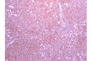 ABIN870680 (10µg/ml) staining of paraffin embedded Human Liver.