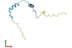 AlphaFold protein structure predicition of Mouse Recombinant Mustn1 Protein, UniprotID Q99JI1