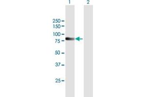 Western Blot analysis of SP110 expression in transfected 293T cell line by SP110 MaxPab polyclonal antibody. (SP110 anticorps  (AA 1-547))