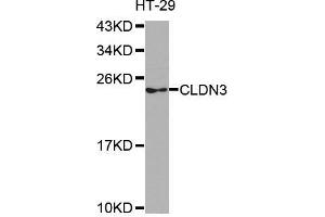 Western blot analysis of extracts of HT-29 cell line, using CLDN3 antibody.