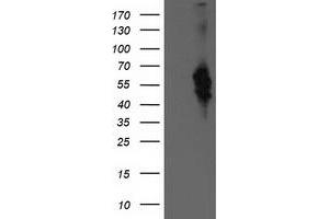 Western Blotting (WB) image for anti-Bestrophin 3 (BEST3) antibody (ABIN1501730) (Bestrophin 3 anticorps)