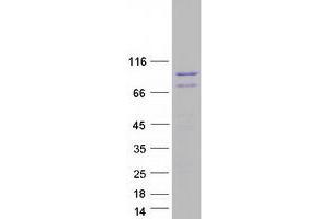 Validation with Western Blot (KIAA1524 Protein (KIAA1524) (Myc-DYKDDDDK Tag))