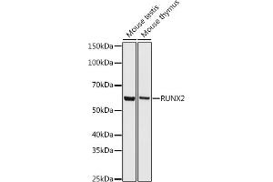 Western blot analysis of extracts of various cell lines, using RUNX2 antibody (ABIN7270117) at 1:500 dilution. (RUNX2 anticorps)