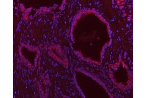 IF analysis of SCO1 using anti-SCO1 antibody (ABIN7600609). (SCO1 anticorps  (AA 21-301))