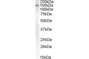 Western Blotting (WB) image for anti-SUMO1/sentrin Specific Protease 6 (SENP6) (AA 778-790) antibody (ABIN303910) (SENP6 anticorps  (AA 778-790))