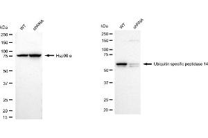 Western blotting analysis using Ubiquitin specific peptidase 14 antibody (ABIN7800727). (Recombinant USP14 anticorps)