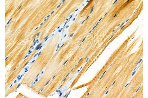 ABIN6262730 and ABIN6266734 at 1/100 staining Rat pancreatic tissue by IHC-P. (Adenylate Kinase 1 anticorps  (Internal Region))