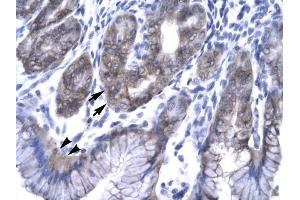 EAP30 antibody was used for immunohistochemistry at a concentration of 4-8 ug/ml to stain EpitheliaI Cells of Fundic Gland (arrows) and Surface Mucous Cells (Indicated with Arrow Heads) in Human Stomach. (SNF8 anticorps  (N-Term))