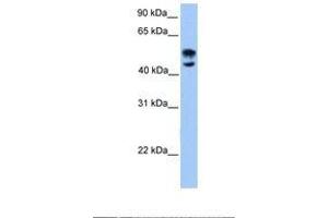 Image no. 1 for anti-Deformed Epidermal Autoregulatory Factor 1 (Drosophila) (DEAF1) (AA 38-87) antibody (ABIN6737874) (DEAF1 anticorps  (AA 38-87))