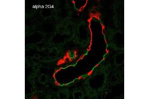 Immunohistochemistry analysis using Mouse Anti-ENaC alpha Monoclonal Antibody, Clone 2G4 . (SCNN1A anticorps  (AA 46-68) (Atto 390))