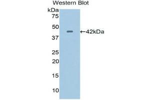 Western Blotting (WB) image for anti-Crystallin, lambda 1 (CRYL1) (AA 24-232) antibody (ABIN3201770) (CRYL1 anticorps  (AA 24-232))